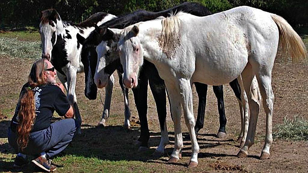 Country Singer Willie Nelson Rescued 70 Horses From Slaughterhouse